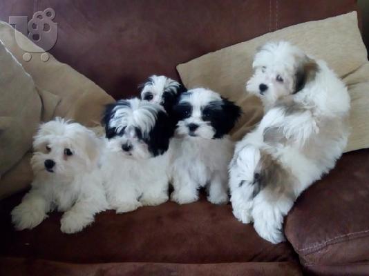 Αξιολάτρευτο Shih Tzu Puppys